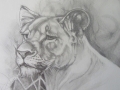 Pencil portrait of a young lioness, Masai Mara