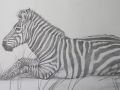 Pencil drawing of a zebra, Masai Mara