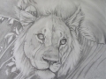 Pencil portrait of a young lion, Masai Mara