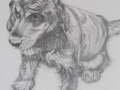 Pencil drawing of a spaniel puppy