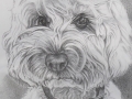Pencil portrait of 'Teddy', a cockerpoo puppy