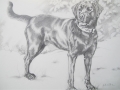 Pencil commission of 'Zorro', walking in the park