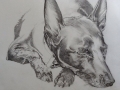 A pencil commission of 'Finlay' the dog sleeping