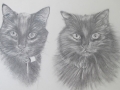 These two beautiful black cats were drawn from two separate photographs