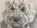 Pencil drawing of Teddy the dog
