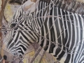 Study of zebra in scrubland - Masai Mara