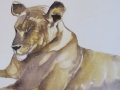 Early stage of lioness watercolour painting