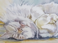 Sleeping kitten - taken from a book