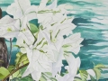 Watercolour of Bougainvillea, Antigua