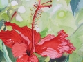 Watercolour painting of Red Hibiscus, Antigua