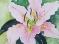 Pink lily, from a country garden