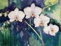 White Orchids, a study on green