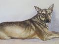 Pet portrait of a much loved and gentle dog. The image captures his personality.