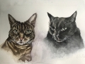 Two cats
