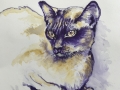 Oriental cat