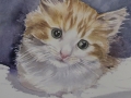 Watercolour portrait of a beautiful baby kitten
